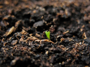 We are beginning to sprout above the ground! Yay!  Picture Source
